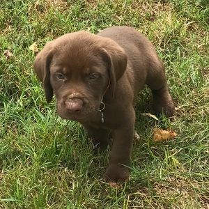 Meet your Posher, Savannah